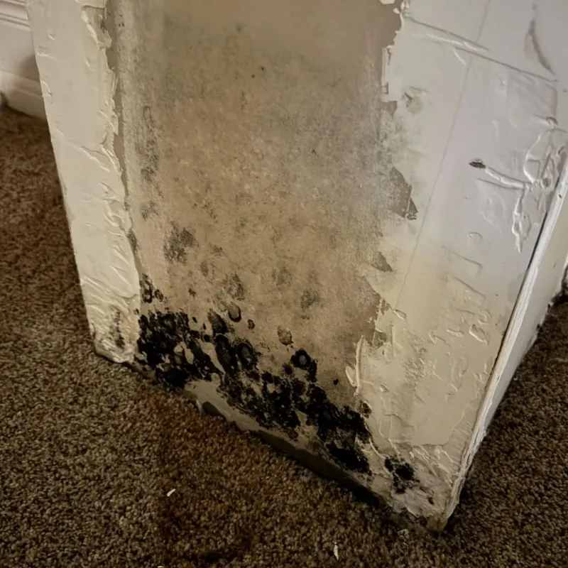 Professional Mold Removal in Tulare, CA
